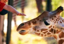 animals hands giraffes children 1920x1200 wallpaper Art HD Wallpaper